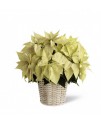 White Poinsettia - 8 inches